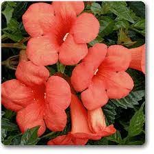 2 Trumpet Vine Flower Live Plant Starter Plants For Garden