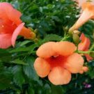 1 Trumpet Vine Flower Live Plant Starter Plants For Garden