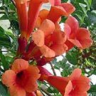 Live Plant Starter Plants For Garden 2 Trumpet Vine Flower