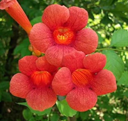 Live Plant Starter Plants For Garden 4 Trumpet Vine Flower