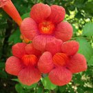 Live Plant Starter Plants For Garden 4 Trumpet Vine Flower