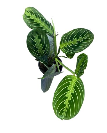 1 Live Plant Maranta Green Prayer Plant- Maranta Leuconeura Lemon Lime