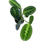 1 Live Plant Maranta Green Prayer Plant- Maranta Leuconeura Lemon Lime