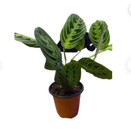 Maranta Leuconeura Lemon Lime 2 Live Plant Maranta Green Prayer Plant