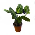 Maranta Leuconeura Lemon Lime 2 Live Plant Maranta Green Prayer Plant
