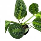 Maranta Green Prayer Plant Maranta Leuconeura Lemon Lime 4 Live Plant