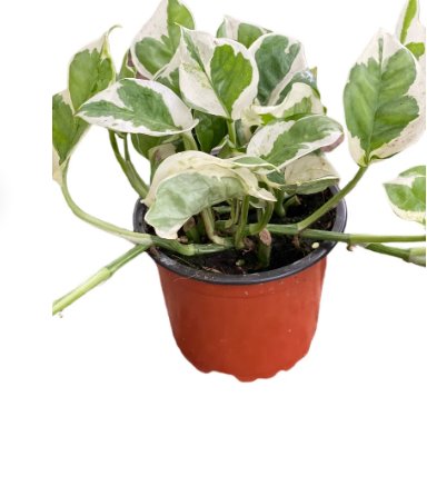 1 Live N&acirc;��Joy Ship In Nursery Pot Live Plants For Garden