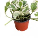 1 Live N’Joy Ship In Nursery Pot Live Plants For Garden