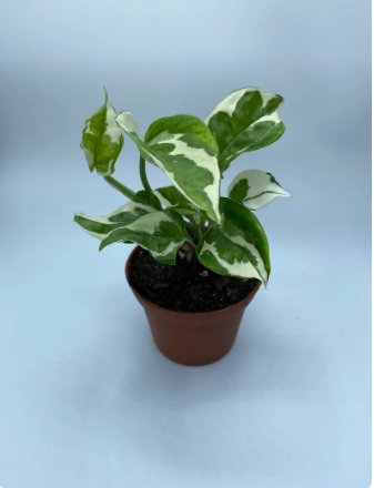 Live Plants For Garden 2 Live N&acirc;��Joy Ship In Nursery Pot
