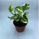 Live Plants For Garden 2 Live N’Joy Ship In Nursery Pot