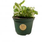 4 Live Plants For Garden N’Joy Ship In Nursery Pot For Garden