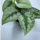 1 Live Plants For Garden Live Scindapsus Pictus Exotica Silver Satin