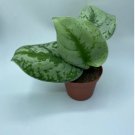 Scindapsus Pictus Exotica Silver Satin 2 Live Plants For Garden