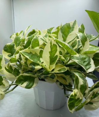 1Pcs N&acirc;��Joy Nursery Pot Live Plants Indoor Plants For Garden