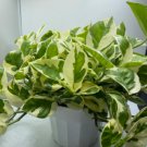 1Pcs N’Joy Nursery Pot Live Plants Indoor Plants For Garden
