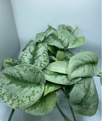 Exotica Silver Satin 4 Live Plants For Garden Scindapsus Pictus