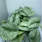 Exotica Silver Satin 4 Live Plants For Garden Scindapsus Pictus