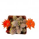 1 Live Plants Very Rare Blood Orange Peanut Cactus