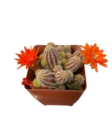 Orange Peanut Cactus 2 Live Plants Very Rare Blood