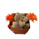 Orange Peanut Cactus 2 Live Plants Very Rare Blood