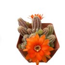 Cactus 4 Live Plants Very Rare Blood Orange Peanut