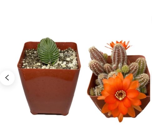 Cactus Bundle Deal Live Plants Indoor Plants For Garden 8Pcs