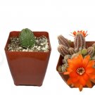 Cactus Bundle Deal Live Plants Indoor Plants For Garden 8Pcs