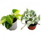 2 Starter Plant Bundle Deal ( Pothos Plants ) Live Plants