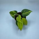 Live Plants 8 Starter Plant Bundle Deal Home Garden