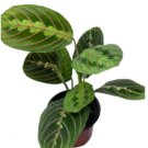 2 Plant Package Deal ( Maranta Prayer Plants ) Live Plants