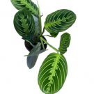Maranta Prayer Plants Live Plants 4 Plant Package Deal