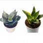 Live Plants 2 Sansevieria Tifasciata Bundle Deal Plants For Garden