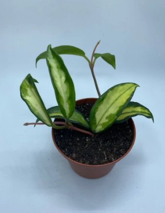 Live Plants 16 Starter Plant Bundle Deal Hoyas For Garden