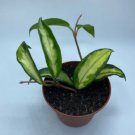 Live Plants 16 Starter Plant Bundle Deal Hoyas For Garden