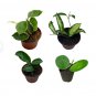 Hoyas For Garden Live Plants 8 Starter Plant Bundle Deal