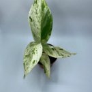 Live Plants Sixteen Starter Plant Bundle Deal Pothos Plants