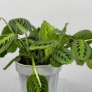 Live Plants Eight Starter Plant Bundle Deal Pothos Plants