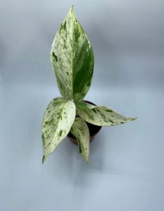 Plant Package Deal ( Maranta Prayer Plants ) 1 Live Plants