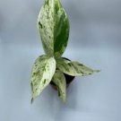 Plant Package Deal ( Maranta Prayer Plants ) 1 Live Plants