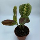 1 Red Maranta Prayer Plant - "Maranta Leuconeura Live Plant