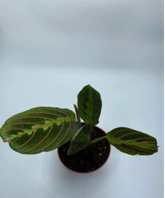 Maranta Leuconeura Live Plant 2 Red Maranta Prayer Plant