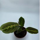 Maranta Leuconeura Live Plant 2 Red Maranta Prayer Plant