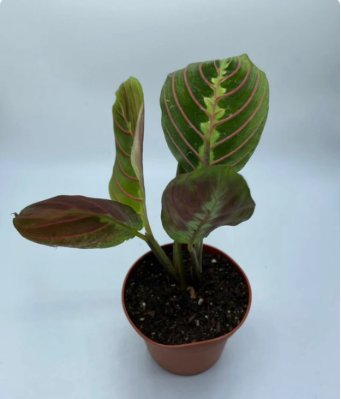 Live Plant 4 Red Maranta Prayer Maranta Leuconeura For Garden