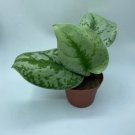 Live Plant 1 Live Scindapsus Pictus Exotica Silver Satin For Garden