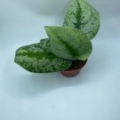 Pictus Exotica Silver Satin For Garden Live Plant 2 Live Scindapsus