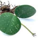 1 Live Plant Hoya Obovata Splash For Garden Live Plants