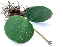1 Live Plant Hoya Obovata Splash For Garden Live Plants