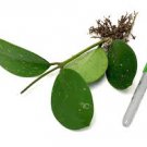 Hoya Obovata 2 Live Plant Splash For Garden