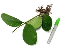 Hoya Obovata 2 Live Plant Splash For Garden