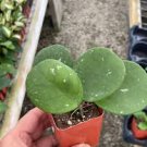 Beauty Hoya Obovata 4 Live Plant Splash For Garden